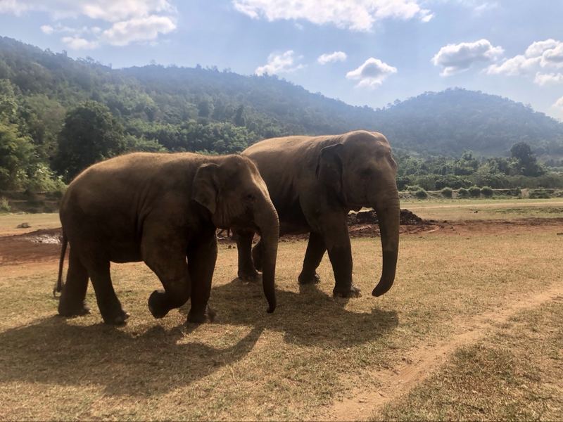 Elephants in Chiang Mai, Thailand